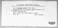 Tryblidiopsis pinastri image